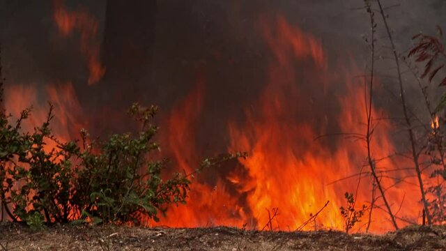 Boulder Creek, California, USA. 23 August 2020. wildfire burning on forest floor in redwood forest. The CZU Lightning Complex Fire that ravaged the Santa Cruz mountains.