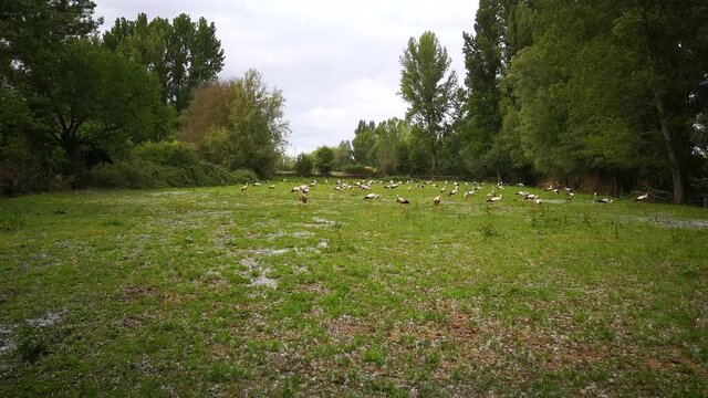 Gran colonia de cig&uuml;e&ntilde;as buscando alimento en un prado verde h&uacute;medo, rodeado de &aacute;rboles