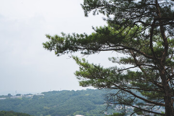 Obraz premium 新緑の中を落ちる木漏れ日