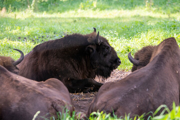 large brown Central Russian bison in the forest in natural conditions in summer