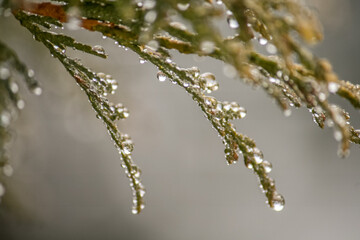 Dew  on a tree