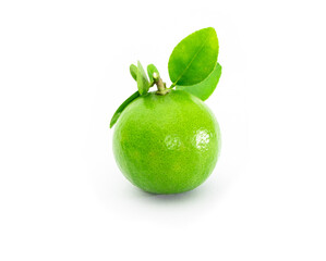 fresh lime. Green leaf lime isolated on white background.