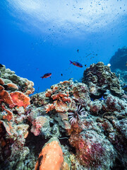 Seascape in turquoise water of coral reef in Caribbean Sea / Curacao with Lion Fish, coral and sponge