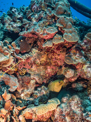 Seascape in turquoise water of coral reef in Caribbean Sea / Curacao with Moray Eel, fish, coral and sponge