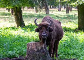 large brown Central Russian bison in the forest in natural conditions in summer