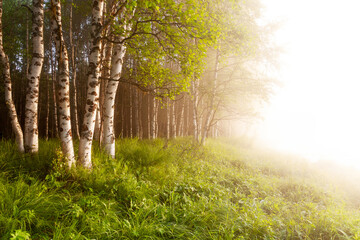 Obraz premium Summery birch grove during a foggy sunrise in Oulanka National Park, Northern Finland. 