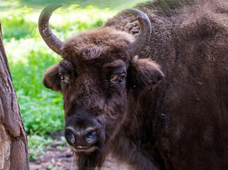 large brown Central Russian bison in the forest in natural conditions in summer