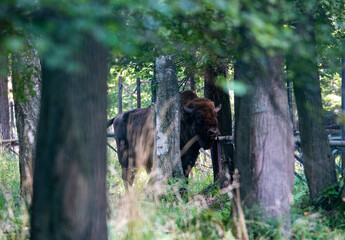 large brown Central Russian bison in the forest in natural conditions in summer
