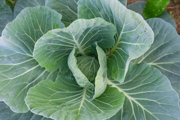 close-up green Leaves cabbage top view