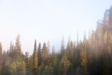 Foggy summery morning on hillside taiga forest with candle-like spruce trees in Oulanka National Park near Kuusamo, Northern Finland. 