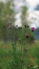 Blooming thistle on a blurred forest background