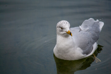 seagull in the water 