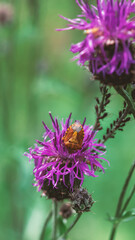 Orange beetle sitting on a thistle flower