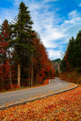 Fototapeta premium Image of colorful leaves falling down from tree branches in autumn. (Yedigöller). Yedigoller National Park, Bolu, Istanbul. Turkey. 