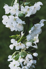 Blossoming apple branch close-up macro