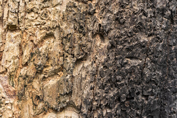 texture wood  trunk on background. Wood has a surface.