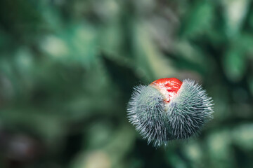 Unblown red poppy bud on blurred background