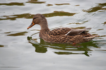 duck on the water