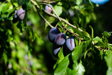 ripe tasty plums on a branch