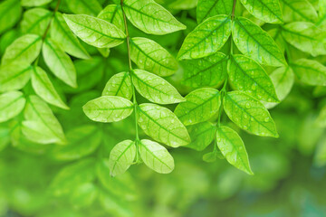 Natural green background