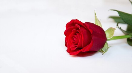 rosa rossa primo piano su sfondo bianco