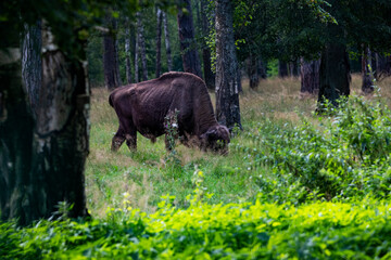 large brown Central Russian bison in the forest in natural conditions in summer