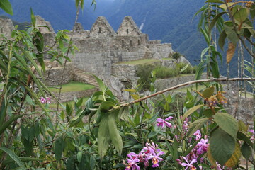 Plakat Machu picchu orchids