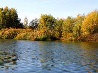 Obraz premium Autumn water landscape. Beautiful autumn view of the lake overgrown with willows and reeds.