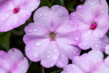 Impatiens walleriana also known as busy Lizzie balsam, sultana, or simply impatiens very beautiful flower in violet color with drop of rains and sun light.