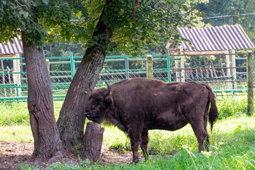 large brown Central Russian bison in the forest in natural conditions in summer