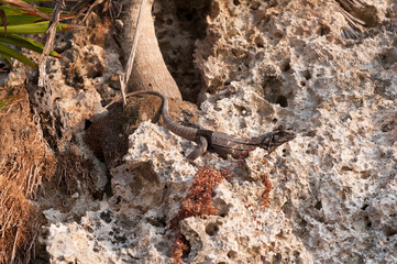 Honduras Roatan ,Iguana on the cliff with palm trees