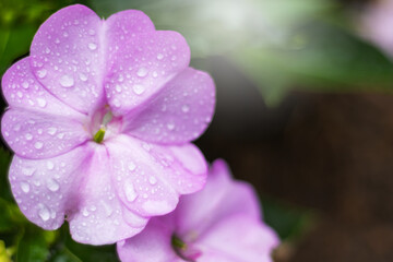 Impatiens walleriana also known as busy Lizzie balsam, sultana, or simply impatiens very beautiful flower in violet color with drop of rains and sun light.