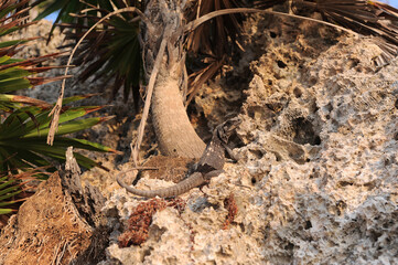 Honduras Roatan ,Iguana on the cliff with palm trees