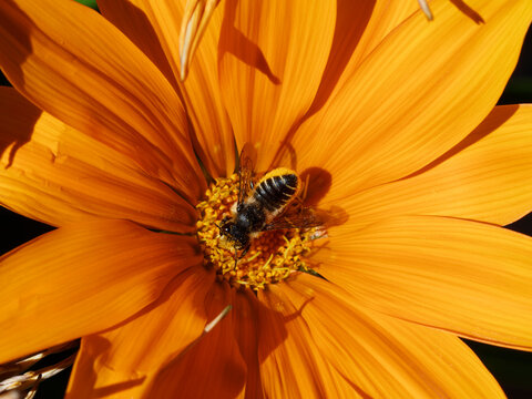 Abeille d&eacute;coupeuse de feuilles (Megachile frigida), butinant sur une fleur