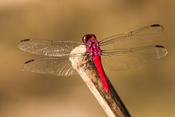 Pacaya-Samiria Dragonfly