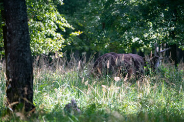 large brown Central Russian bison in the forest in natural conditions in summer