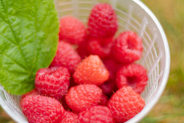 image of red berries ripe with green leaf isolated background on green grass.
