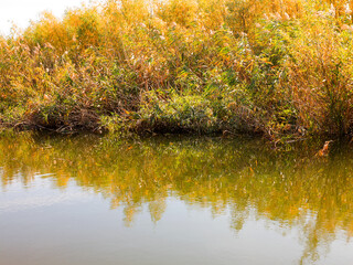 Autumn water landscape. Beautiful autumn view of the lake overgrown with willows and reeds.