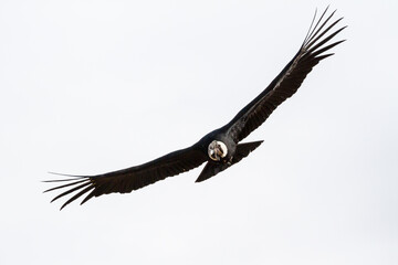 Andean Condor (Vultur gryphus) at Peru's Colca Canyon