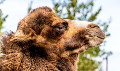 Bactrian camel in portrait. Discovery Wildlife Park, Innisfil, Alberta, Canada