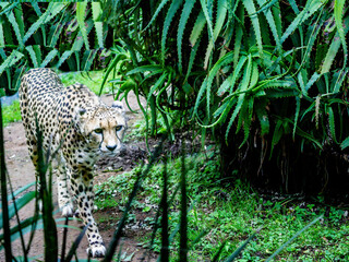 Cheetha on the prowl. Auckland Zoo, Auckland, New Zealand