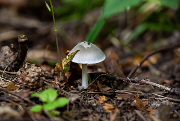 gray mushroom on the ground in summer forest