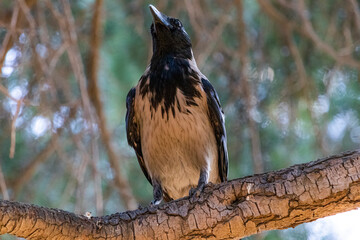 great spotted woodpecker