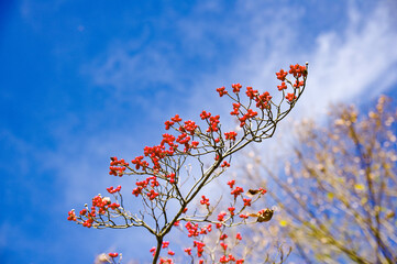 サンキライ（サルトリイバラ）