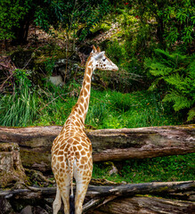 Giraffe grabs a quick snack from a tree. Auckland Zoo, Auckland, New Zealand