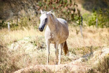Obraz premium horse in the field