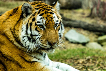 Siberian (Amur) tiger looks over his territory while rssting on a rock. Calgary Zoo, Calgary, Alberta, Canada