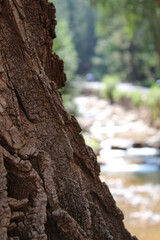 Nature Photos