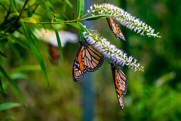 Viceroy butterfly on colourful flowers. West Lynn Creek, Auckland, New Zealand