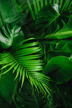 Fototapeta Background with dark green tropical leaves, fresh flat background. Flat lay. Nature concept